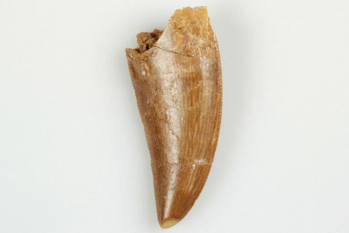 Serrated, Raptor Tooth - Real Dinosaur Tooth #193078